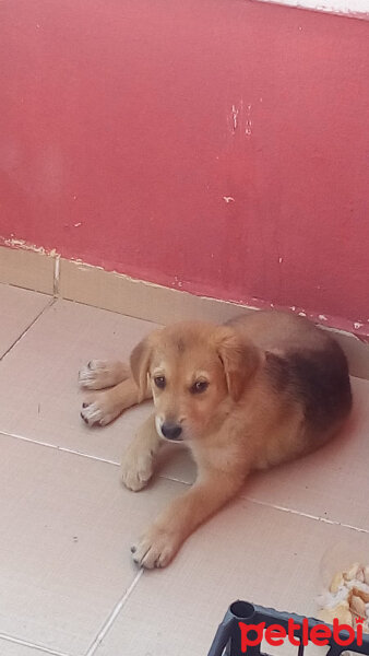 Golden Retriever, Köpek  Nazlı fotoğrafı