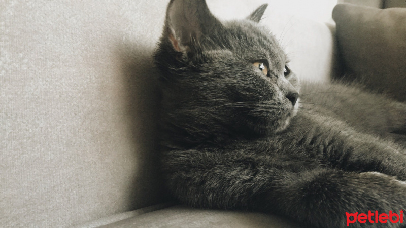 British Shorthair, Kedi  Bihter fotoğrafı