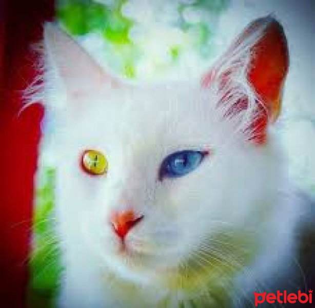 Van Kedisi, Kedi  Ahri fotoğrafı