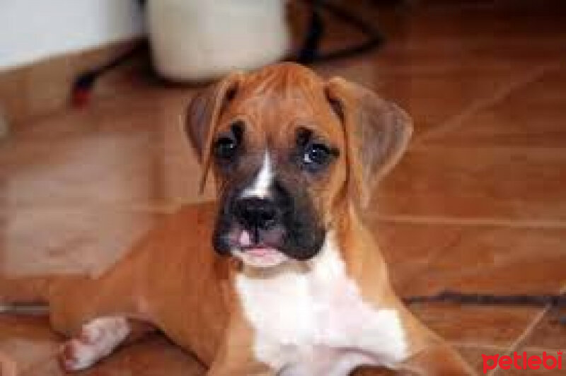 Boxer, Köpek  godrick fotoğrafı