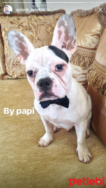 Fransız Bulldog, Köpek  Papi fotoğrafı