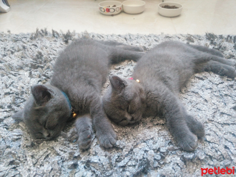 British Shorthair, Kedi  Duman fotoğrafı