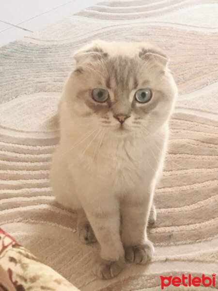 Scottish Fold, Kedi  Alex fotoğrafı