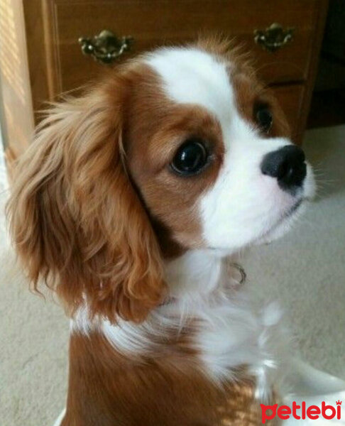 Cavalier King Charles Spanieli, Köpek  Rocka fotoğrafı