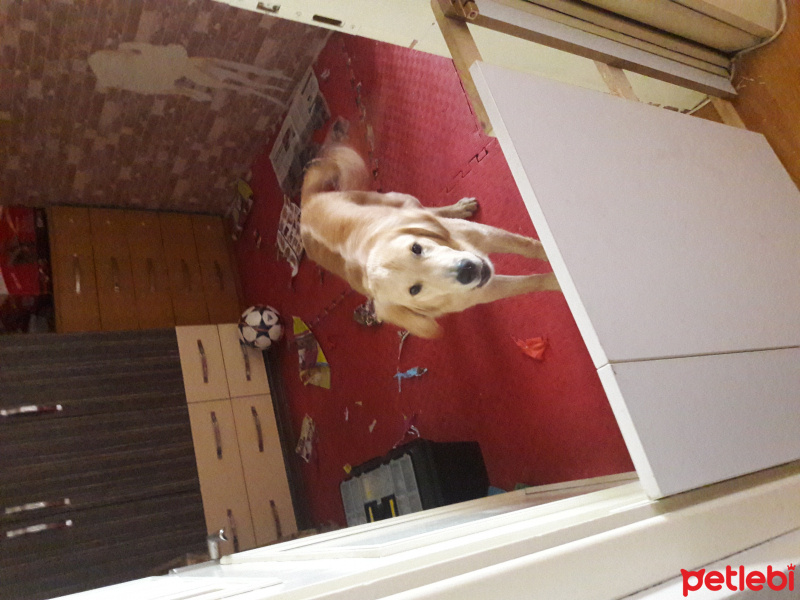 Golden Retriever, Köpek  hektor fotoğrafı