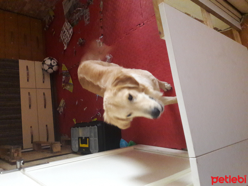 Golden Retriever, Köpek  hektor fotoğrafı