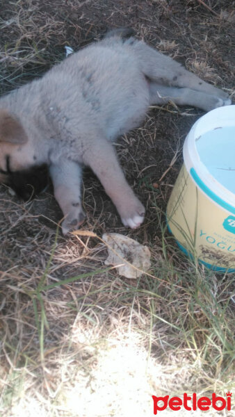 Kangal, Köpek  Maya fotoğrafı