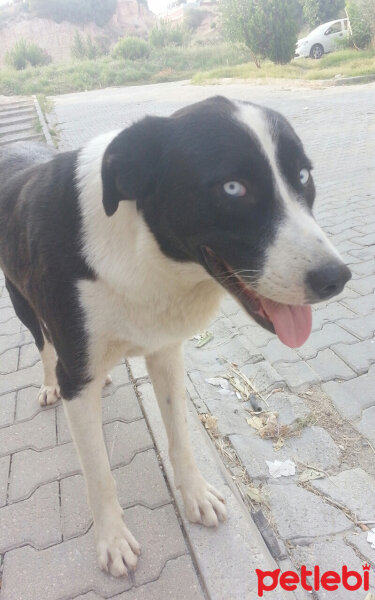 Sokö (Sokak Köpeği), Köpek  Mex fotoğrafı