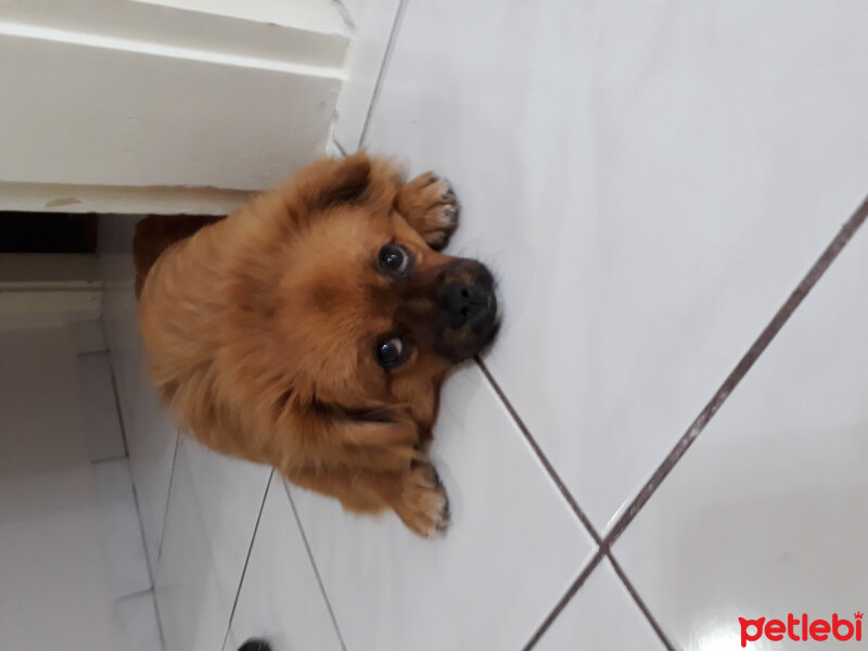 Pomeranyalı, Köpek  max fotoğrafı