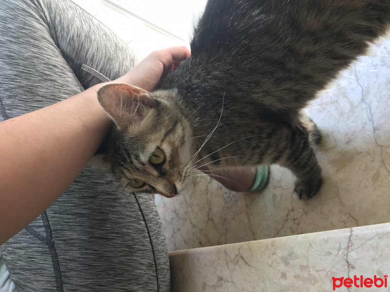 Tekir Kedi, Kedi  Kahve fotoğrafı