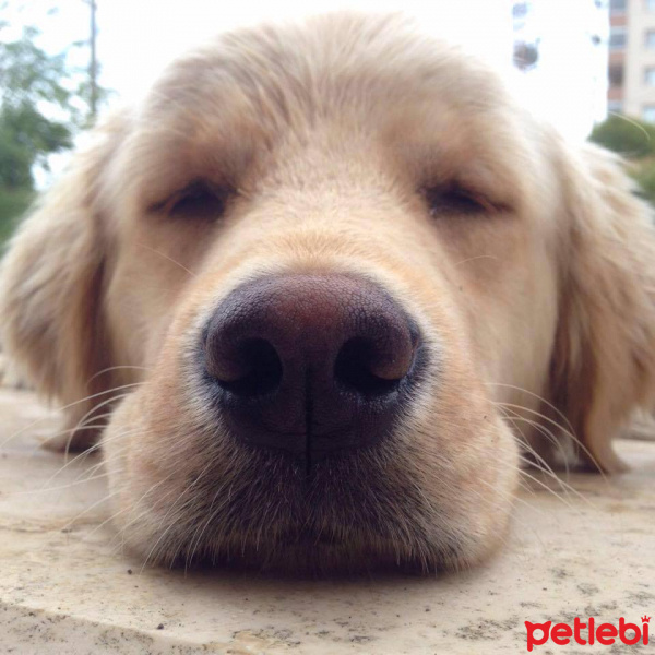 Golden Retriever, Köpek  Gofret fotoğrafı