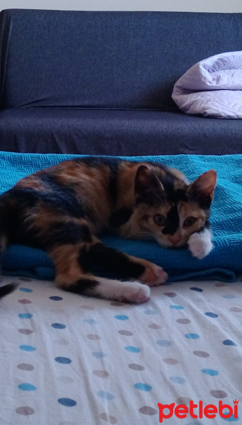 Tekir Kedi, Kedi  Misa fotoğrafı