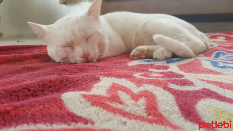 Van Kedisi, Kedi  pamuk fotoğrafı