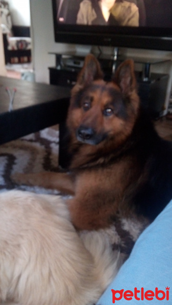 Alman Çoban Köpeği, Köpek  Bozkurt fotoğrafı
