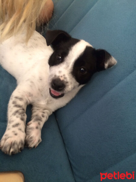 Jack Russell Terrier, Köpek  panda fotoğrafı