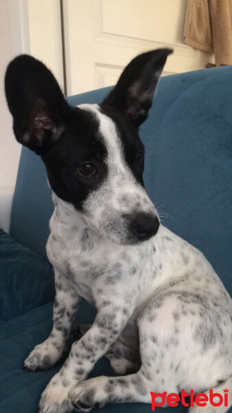 Jack Russell Terrier, Köpek  panda fotoğrafı