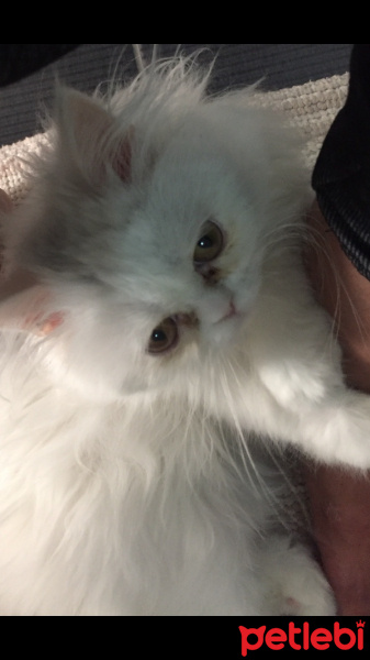 İran Kedisi (Persian), Kedi  Alisya fotoğrafı