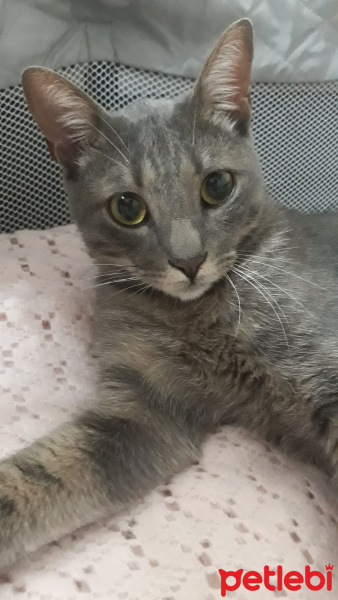 Tekir Kedi, Kedi  Çakıl fotoğrafı