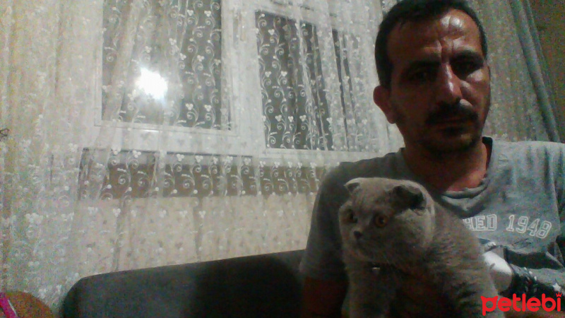 Scottish Fold, Kedi  duman fotoğrafı