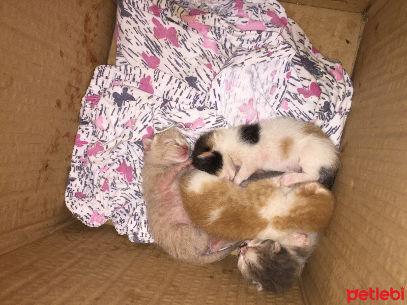 Tekir Kedi, Kedi  YAVRUKEDİLER fotoğrafı
