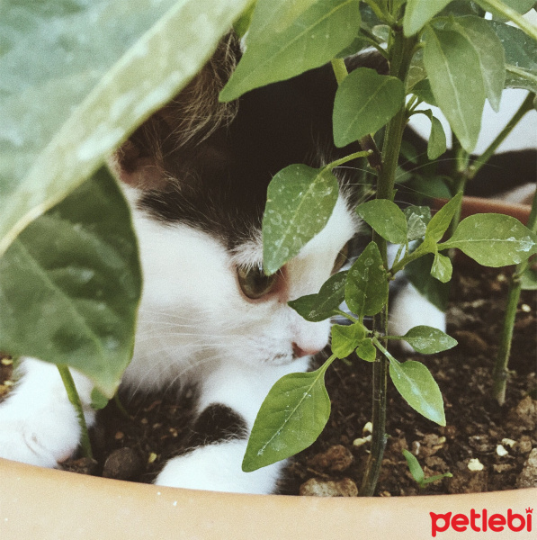 Tuxedo (Smokin) Kedi, Kedi  Haşmet fotoğrafı