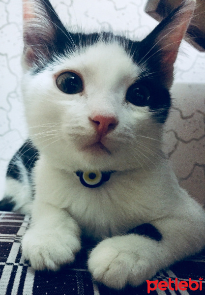 Tuxedo (Smokin) Kedi, Kedi  Haşmet fotoğrafı