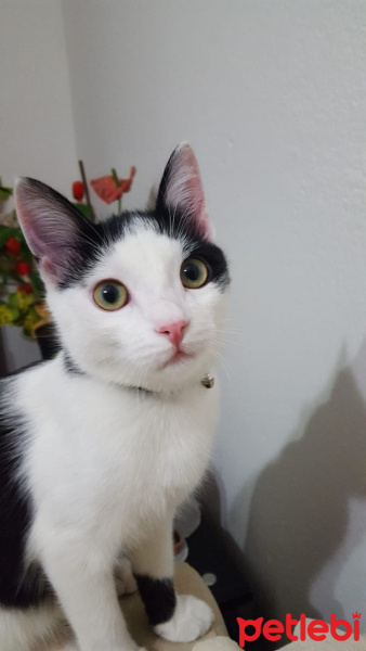 Tuxedo (Smokin) Kedi, Kedi  Haşmet fotoğrafı