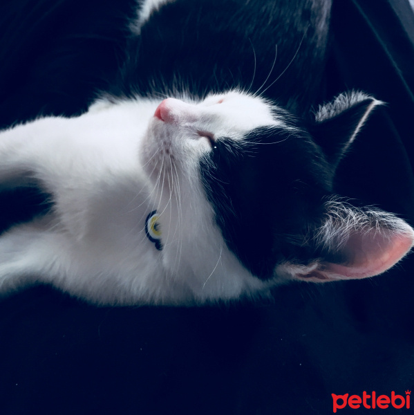 Tuxedo (Smokin) Kedi, Kedi  Haşmet fotoğrafı