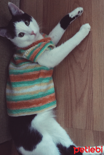 Tuxedo (Smokin) Kedi, Kedi  Haşmet fotoğrafı