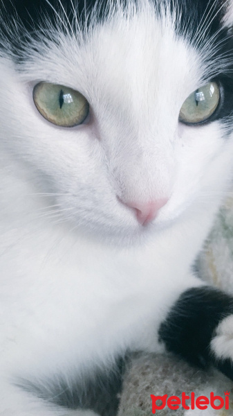 Tuxedo (Smokin) Kedi, Kedi  Haşmet fotoğrafı