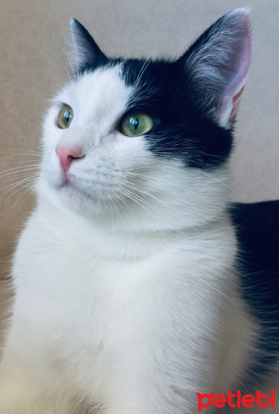 Tuxedo (Smokin) Kedi, Kedi  Haşmet fotoğrafı
