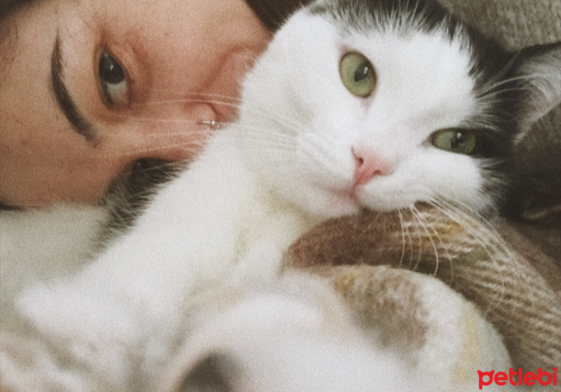 Tuxedo (Smokin) Kedi, Kedi  Haşmet fotoğrafı