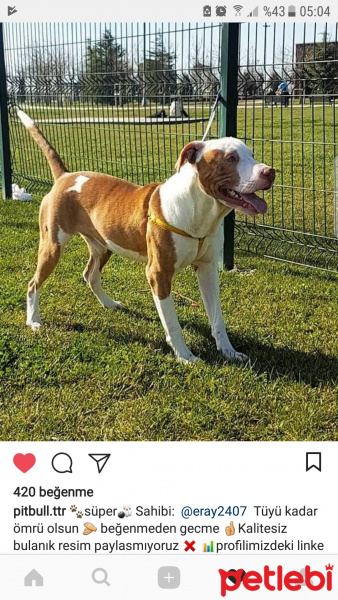 Amerikan Pitbull Terrier, Köpek  Pablo fotoğrafı