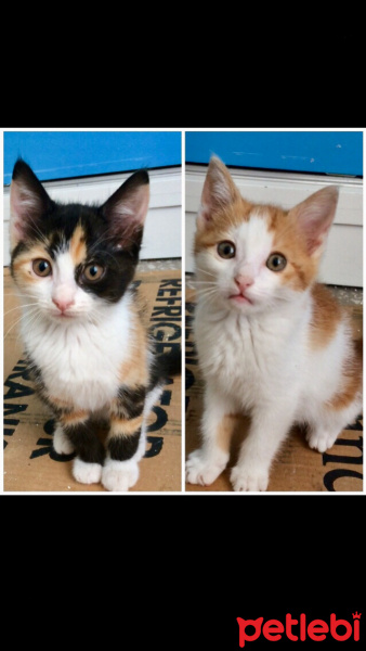 Tekir Kedi, Kedi  Boncuk fotoğrafı