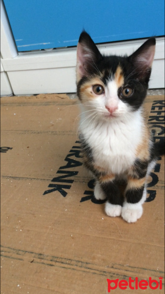 Tekir Kedi, Kedi  Boncuk fotoğrafı