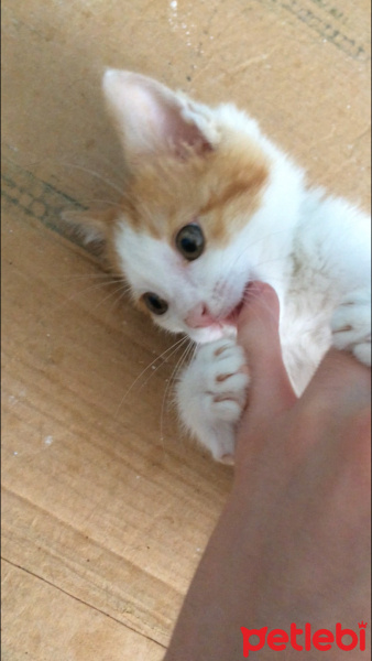 Tekir Kedi, Kedi  Havuç fotoğrafı
