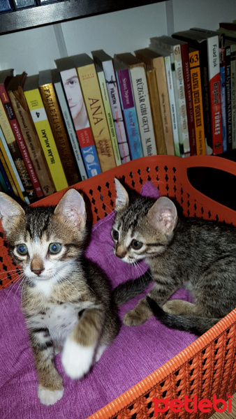 Tekir Kedi, Kedi  Mişa ve maşa fotoğrafı
