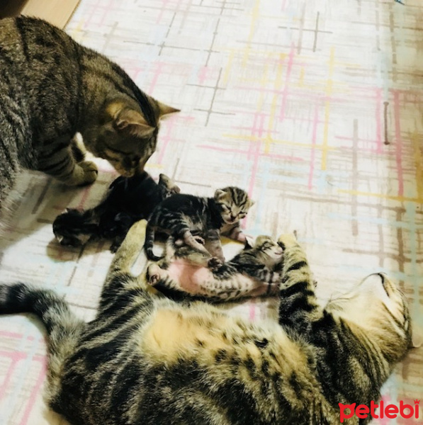Tekir Kedi, Kedi  İsimleri yok fotoğrafı