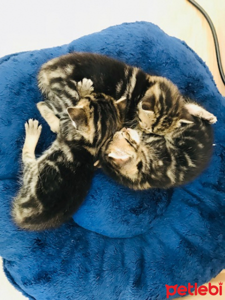 Tekir Kedi, Kedi  İsimleri yok fotoğrafı
