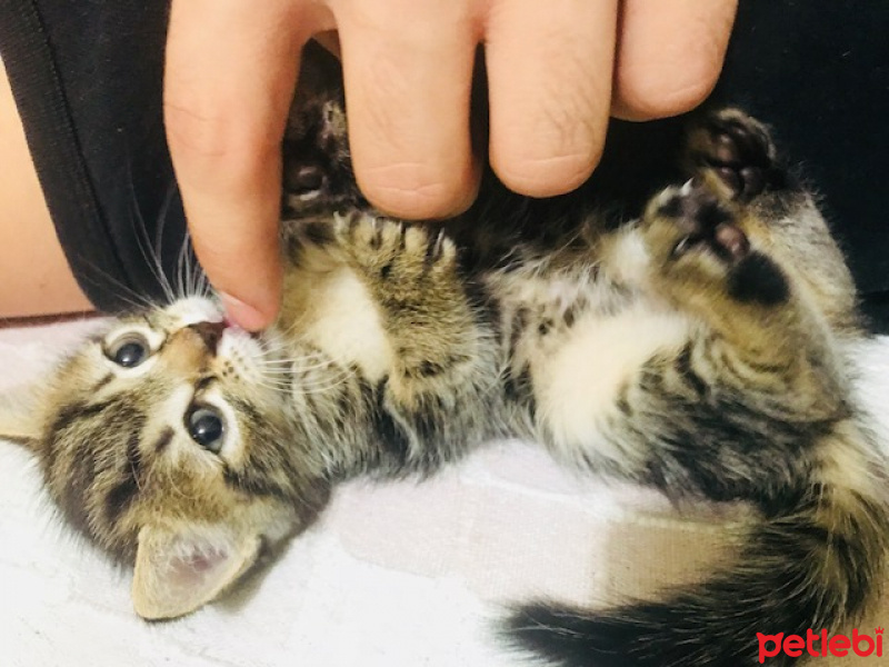Tekir Kedi, Kedi  İsimleri yok fotoğrafı