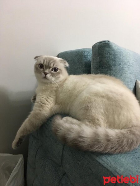 Scottish Fold, Kedi  Badem fotoğrafı