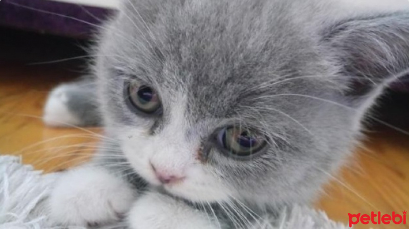 British Shorthair, Kedi  Tulpar fotoğrafı