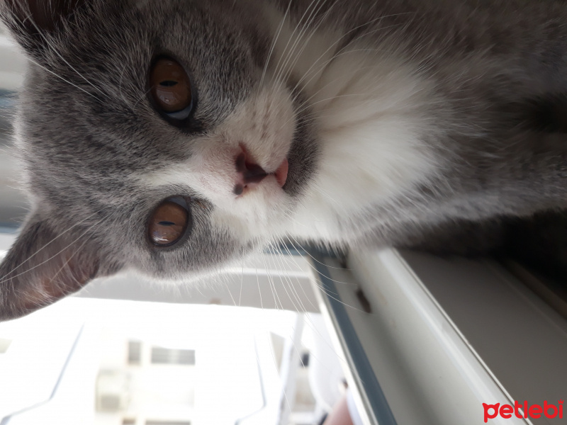 British Shorthair, Kedi  Tulpar fotoğrafı