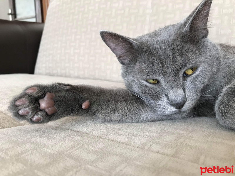 Mavi Rus, Kedi  Gümüş fotoğrafı
