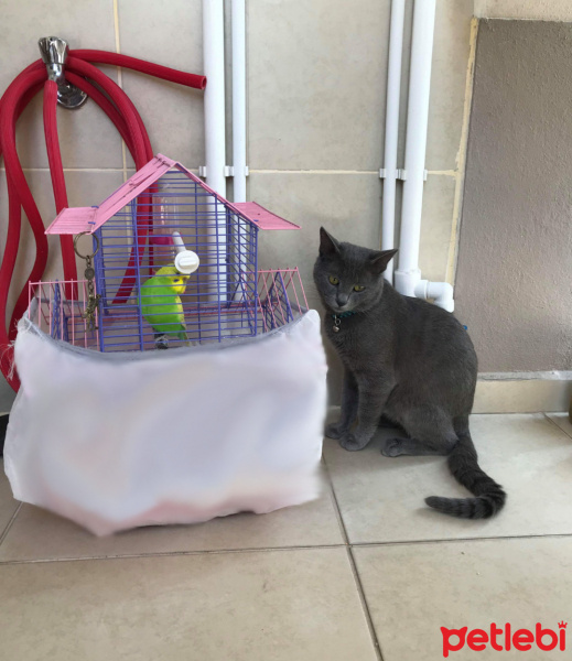 Mavi Rus, Kedi  Gümüş fotoğrafı