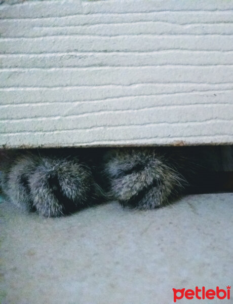 Scottish Fold, Kedi  Mireu fotoğrafı