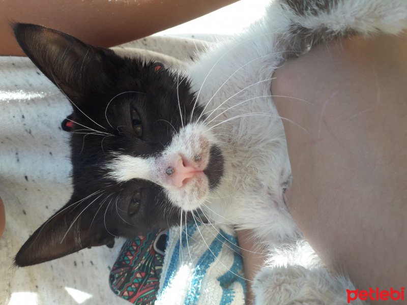 Tekir Kedi, Kedi  Ponçik fotoğrafı