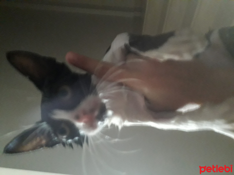 Tekir Kedi, Kedi  Ponçik fotoğrafı