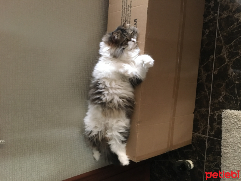 Chinchilla, Kedi  Şero fotoğrafı