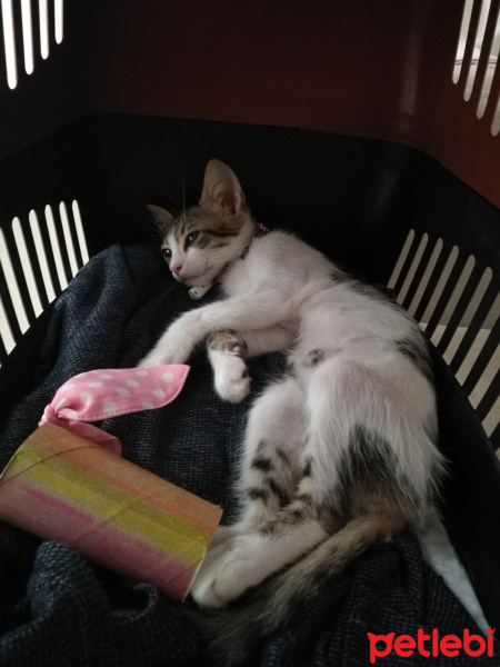 Tekir Kedi, Kedi  Mia fotoğrafı